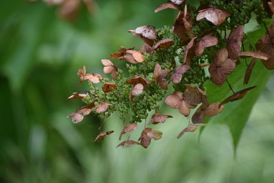 Close-up of flowering plant leaves on land