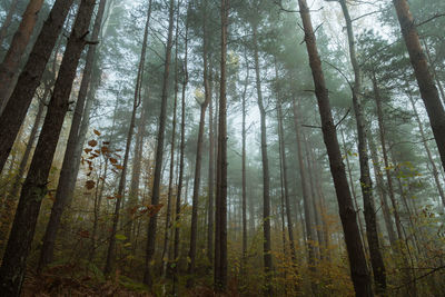 A beautiful pine forest on a foggy morning. long trunks of pine trees with green crowns and yellow