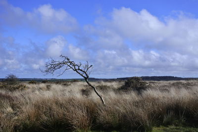 Bare tree on field against sky