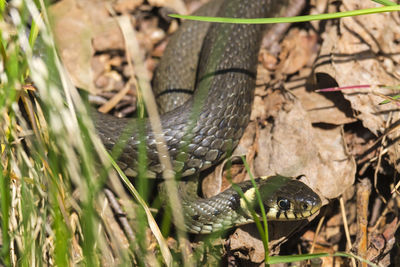 Close-up of lizard on field