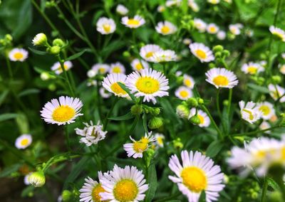 Close-up of white daisy flowers on field