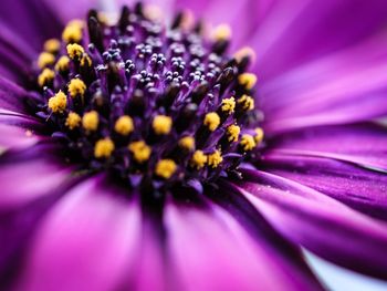 Close up of purple flower