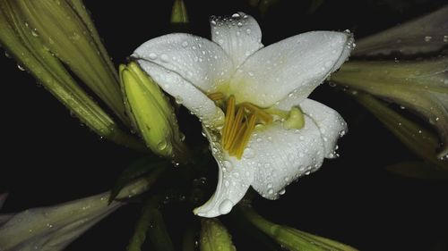 Close-up of wet flower on rainy day