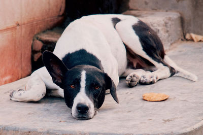 Close-up of dog