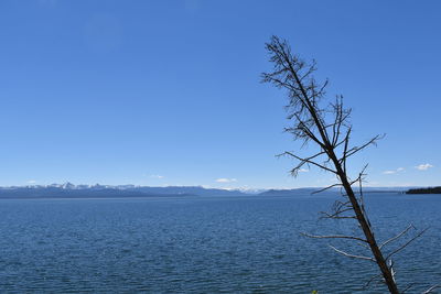 Bare tree against lake