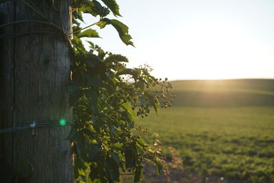 Sun shining through trees