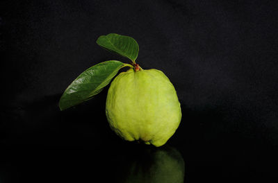 Close-up of plant over black background