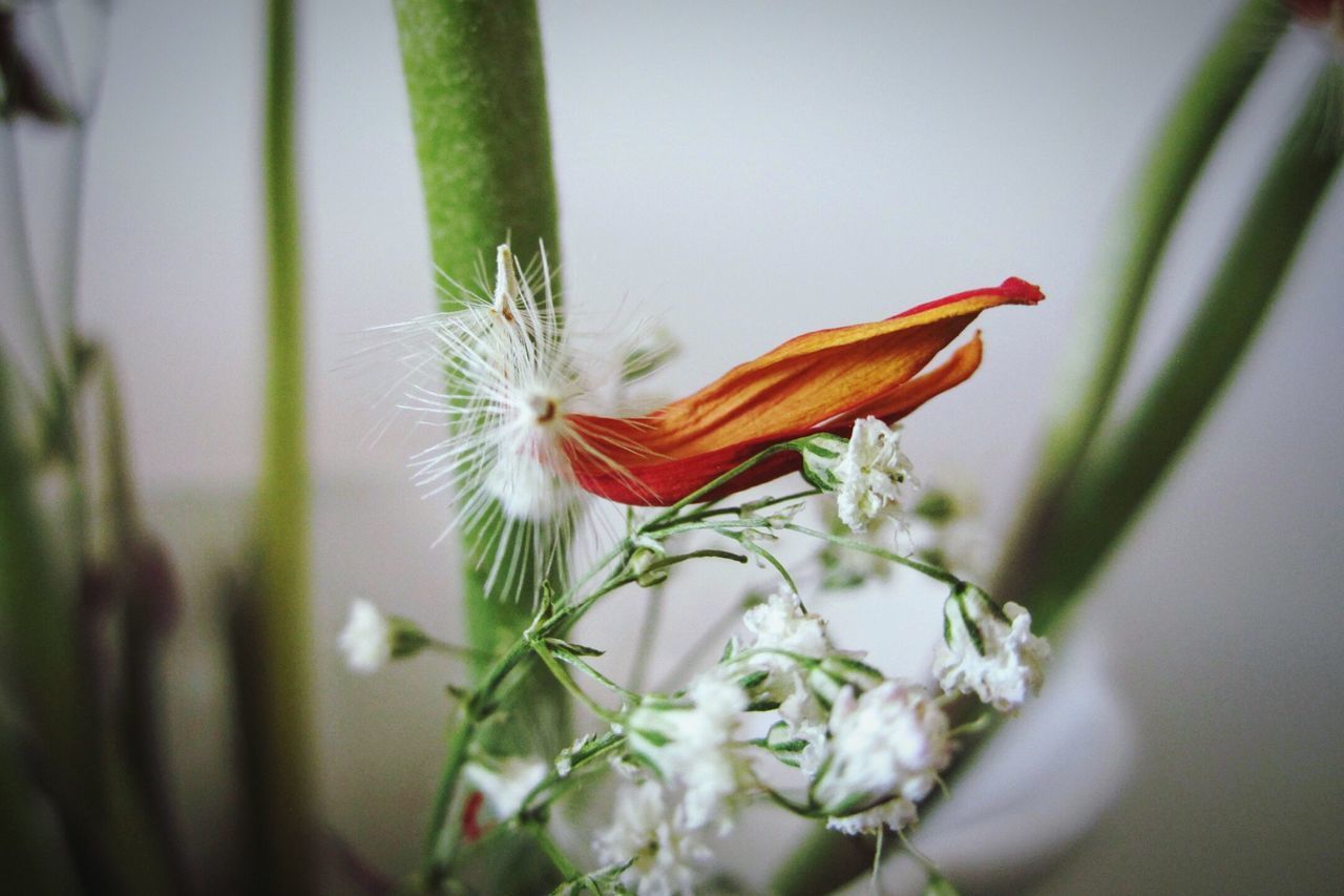 CLOSE-UP OF BUTTERFLY POLLINATING ON ORANGE FLOWER