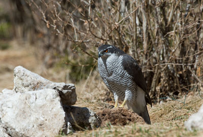 Bird perching on rock