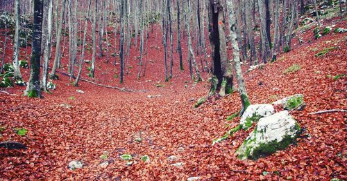 Leaves on tree trunk in forest