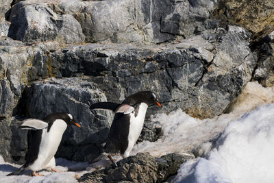 View of birds on rocks at shore