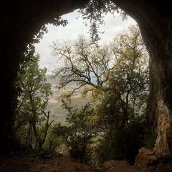 Trees in forest against sky