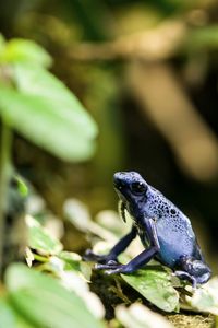 Close-up of frog on leaf