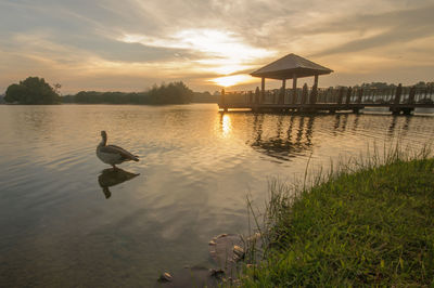 View of ducks swimming in lake during sunset