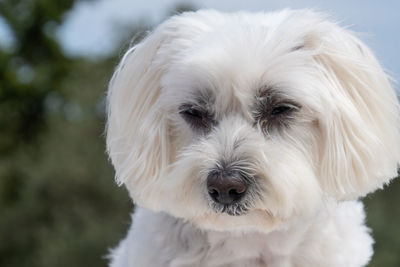 Close-up portrait of white dog