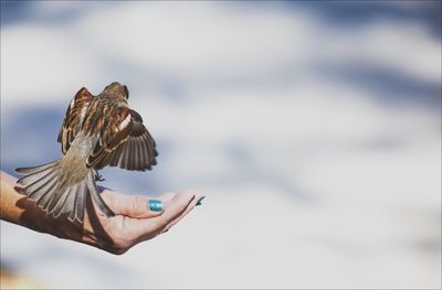Low angle view of tree against sky