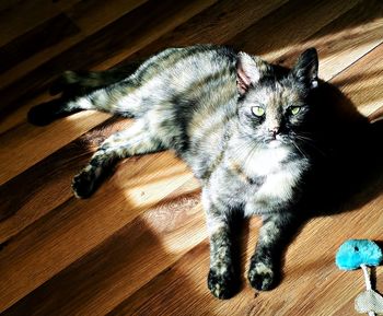 High angle view of cat relaxing on hardwood floor