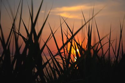 Close-up of silhouette grass on field against romantic sky at sunset