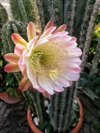 Close-up of pink succulent plant