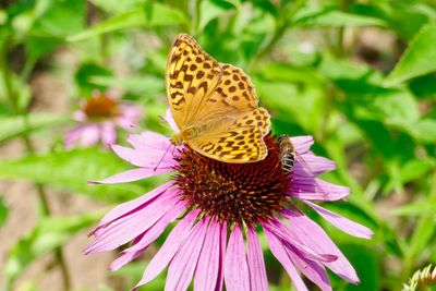 Close-up of butterfly on pink flower