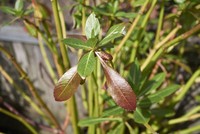 Close-up of plant leaves
