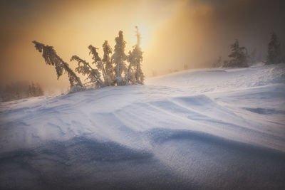 Trees on snow covered landscape against sky during sunset