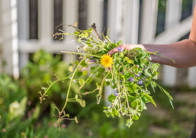 Close-up of flowers against blurred background