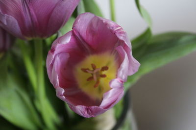 Close-up of pink rose flower