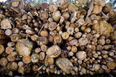 A pile of wood logs