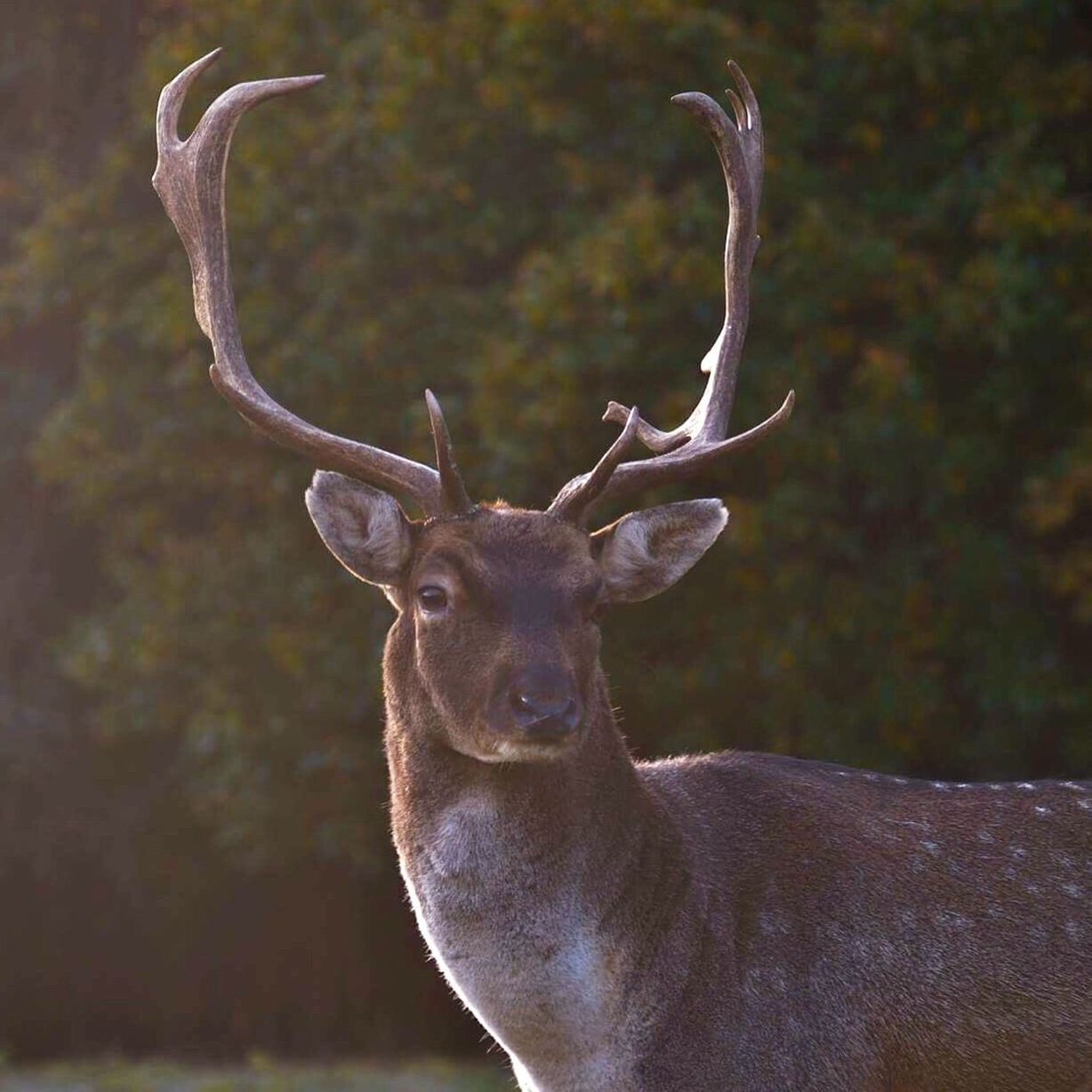 antler, animals in the wild, one animal, looking at camera, stag, deer, animal, animal body part, animal themes, portrait, no people, outdoors, nature, close-up, mammal, day