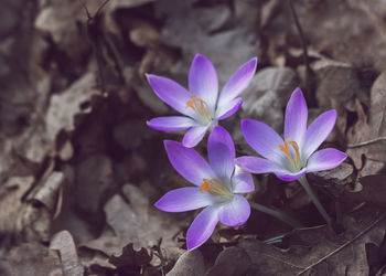 Close-up of purple crocus