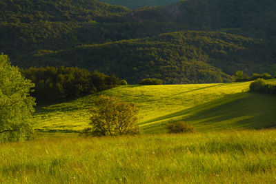 Scenic view of field against trees