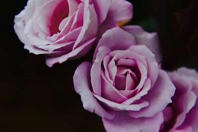 Close-up of pink rose flower against black background