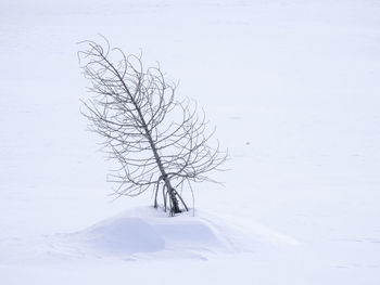 Bare tree on snow covered land