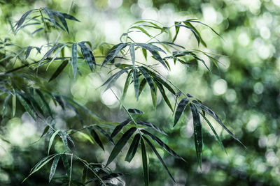 Close-up of bamboo leaves in the forest