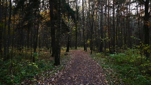 Trees in forest during autumn