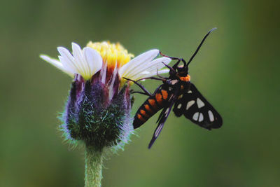 Close-up of insect on flower