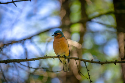 Close-up of bird perching on branch