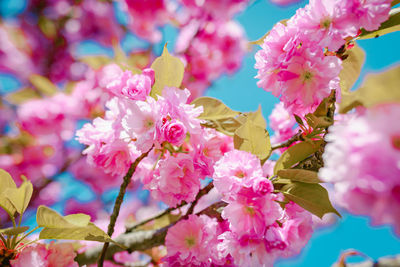 Close-up of pink cherry blossoms