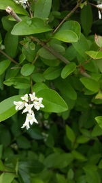 Close-up of white flowers