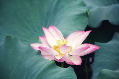 Close-up of pink water lily in lake