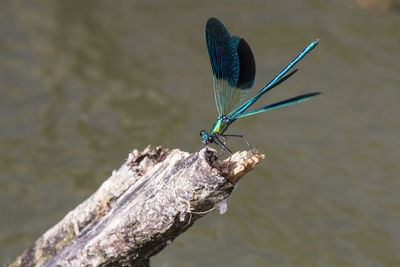 Close-up of butterfly perching on leaf