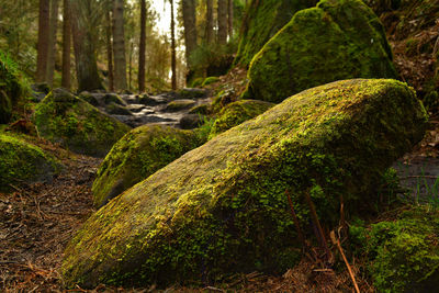 Moss covered rock next to a brook 