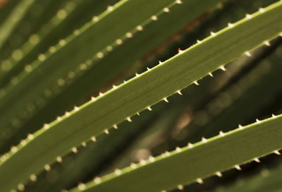 Close-up of leaves on leaf