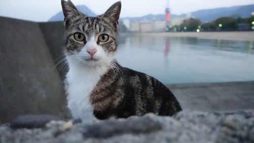 Portrait of a cat