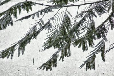 Pine trees on snow covered land