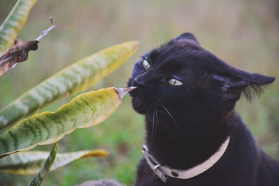 Close-up of black cat by plant