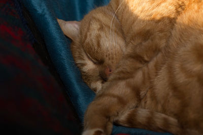 Cat sleeping on tiled floor
