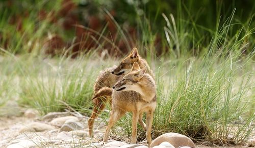 Jackals on field