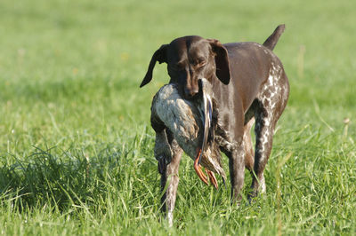 Dog carrying dead bird on grassy field